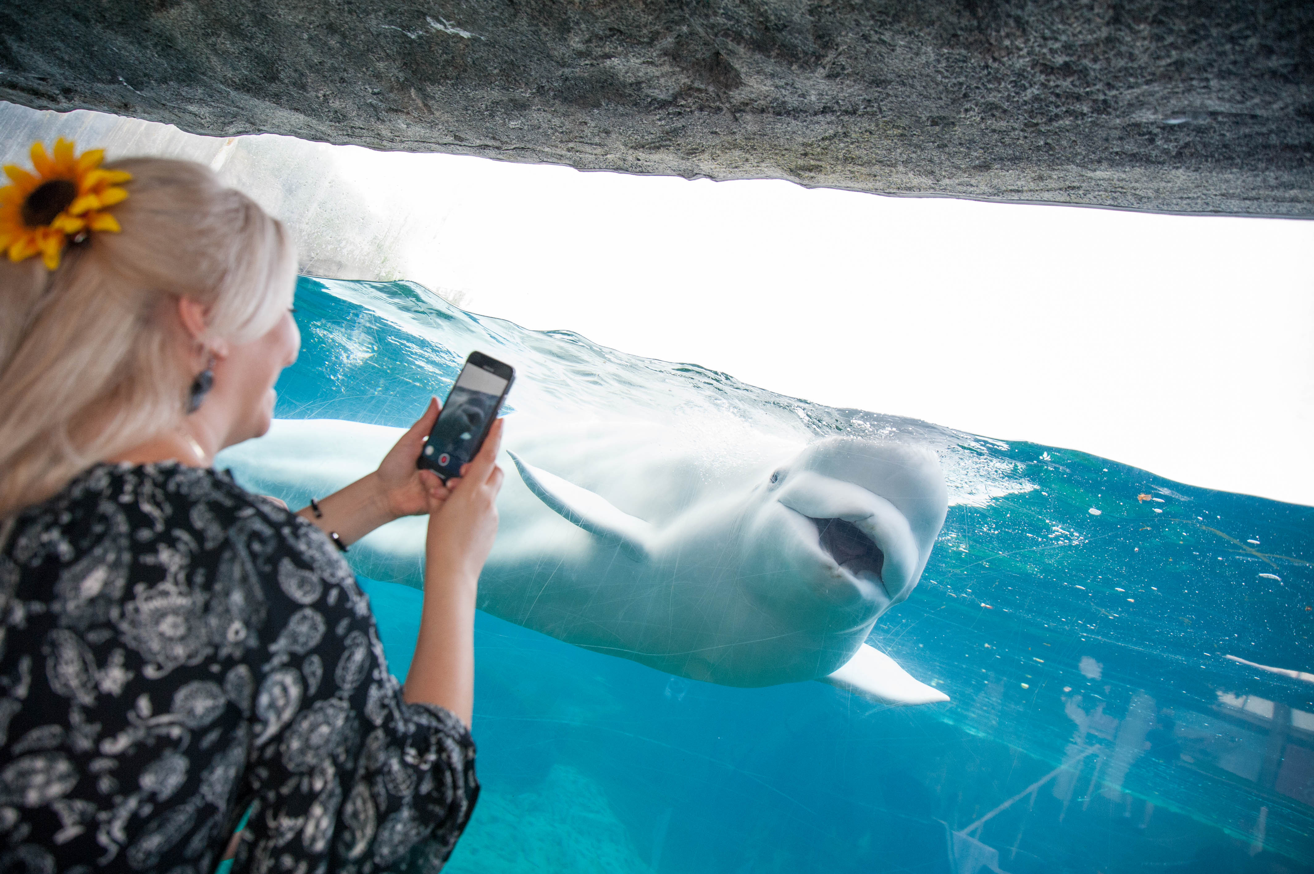 Mystic Aquarium Visit Ct